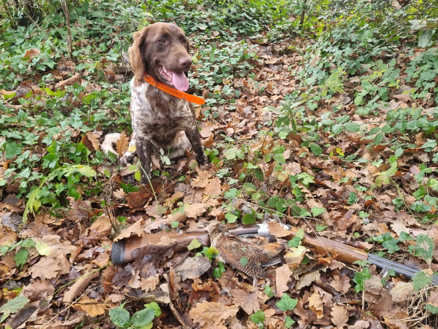 Araï première bécasse