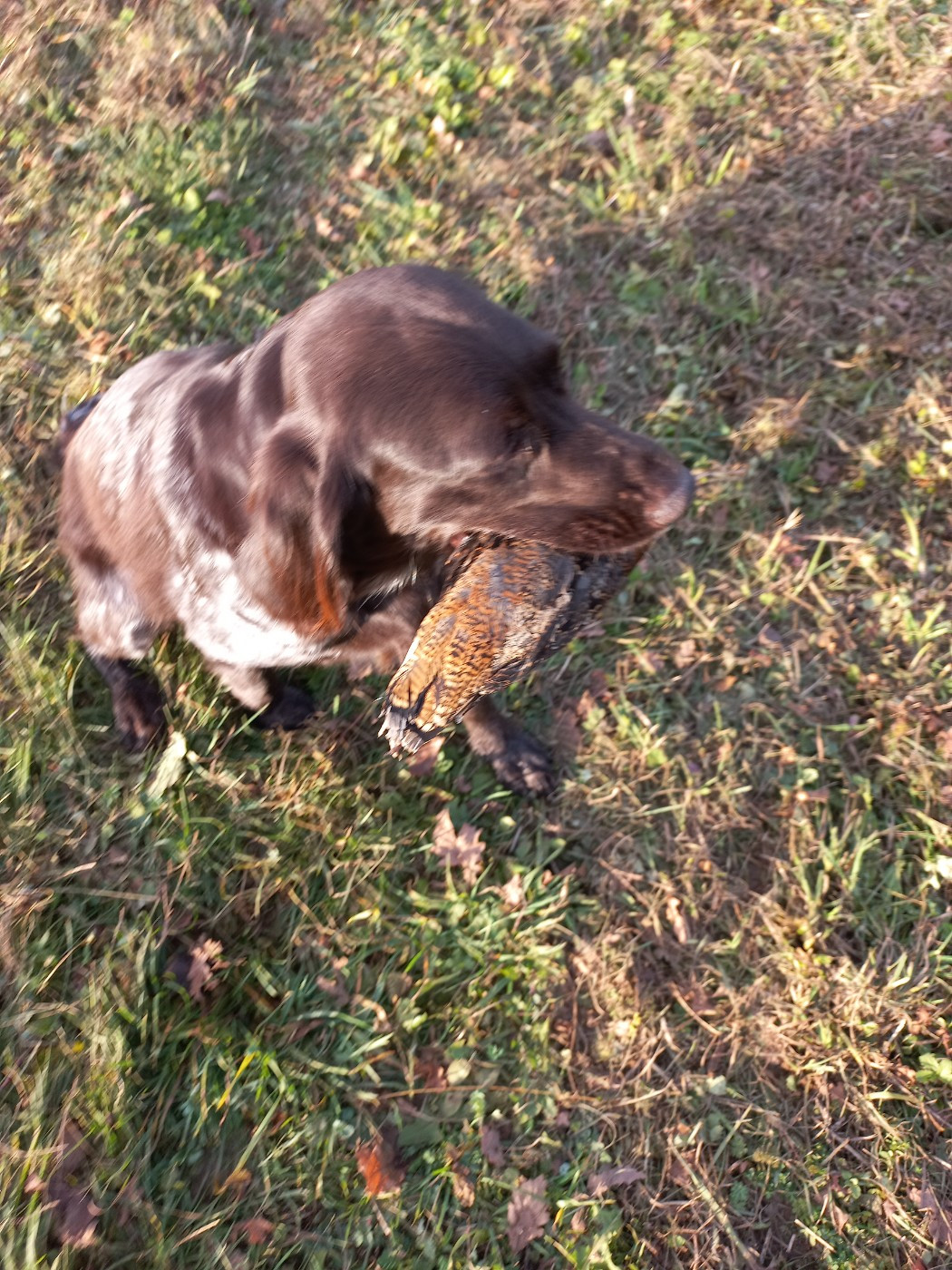 Elles ont la vie dure