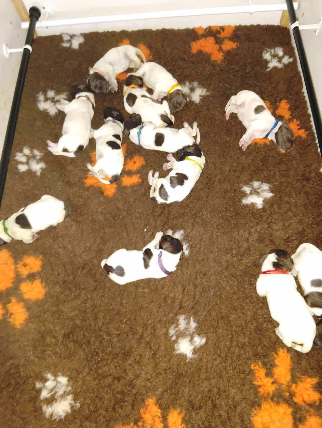 Les chiots sont nés