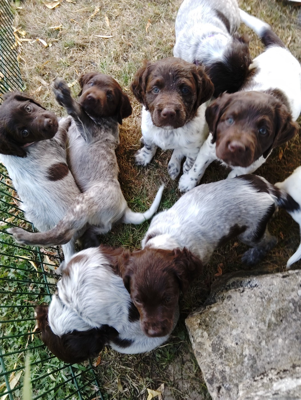 Les chiots sont nés