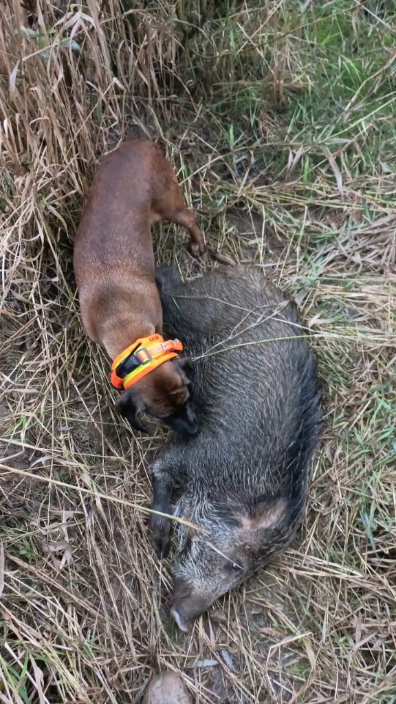 Des chiots  sont nés 
