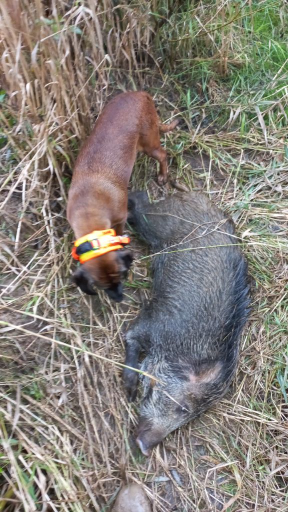 Chiots à  naître en Haute Saône 