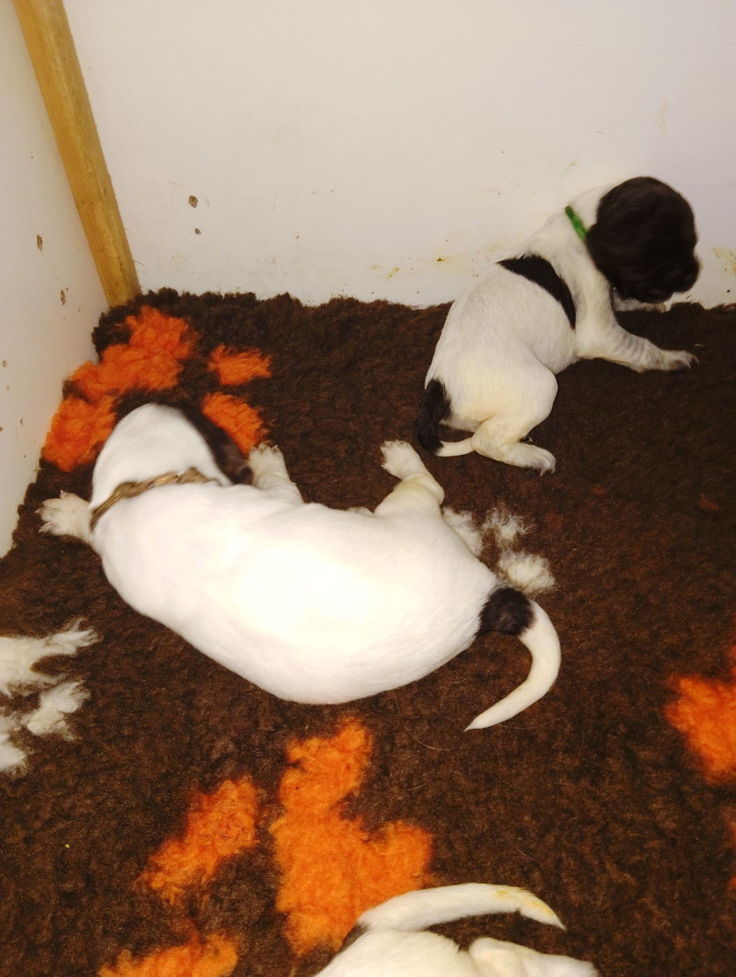 Chiot N°5