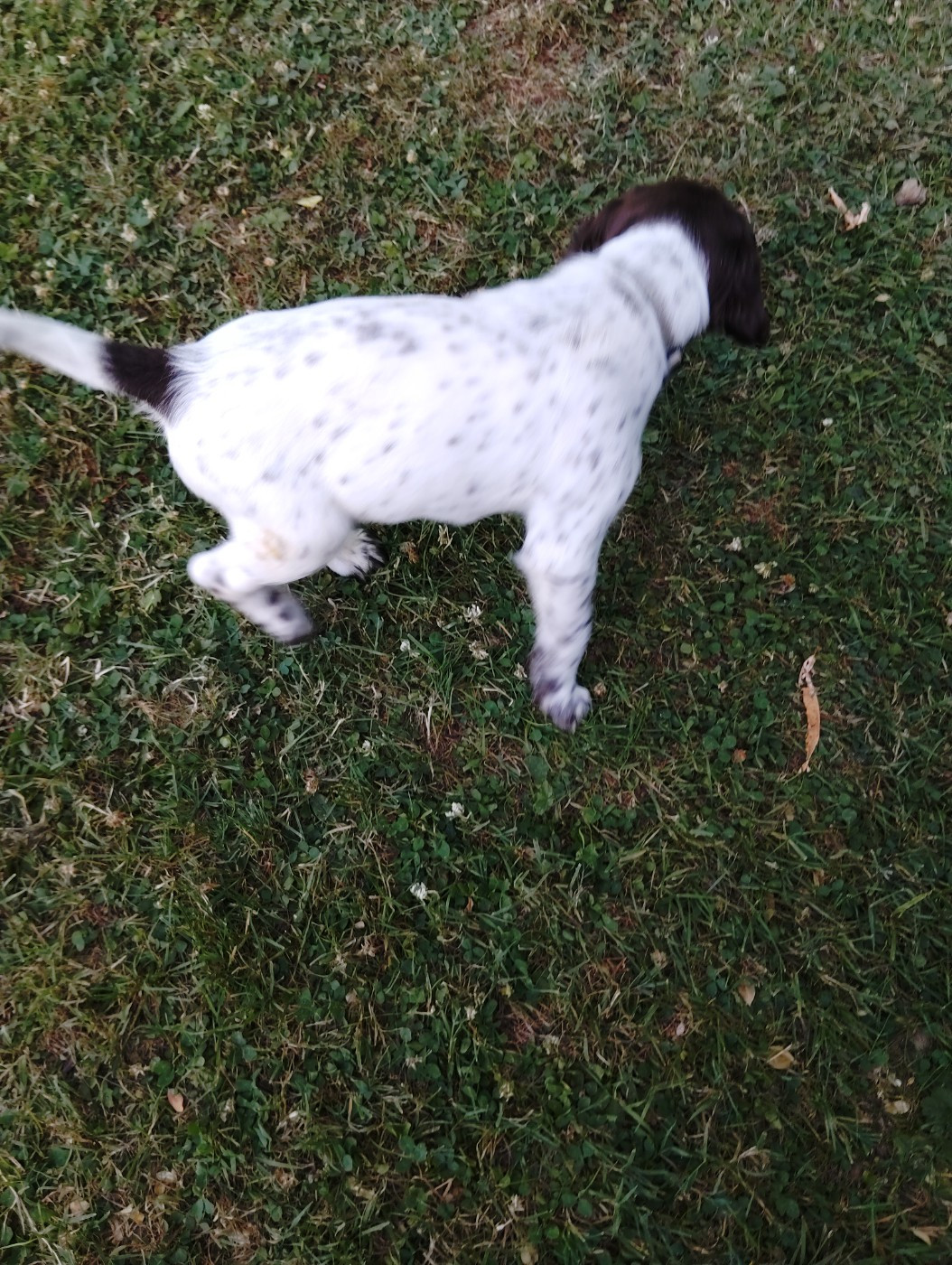 Du Verger Du Pommerot - Chiots disponibles - Petit Epagneul de Münster