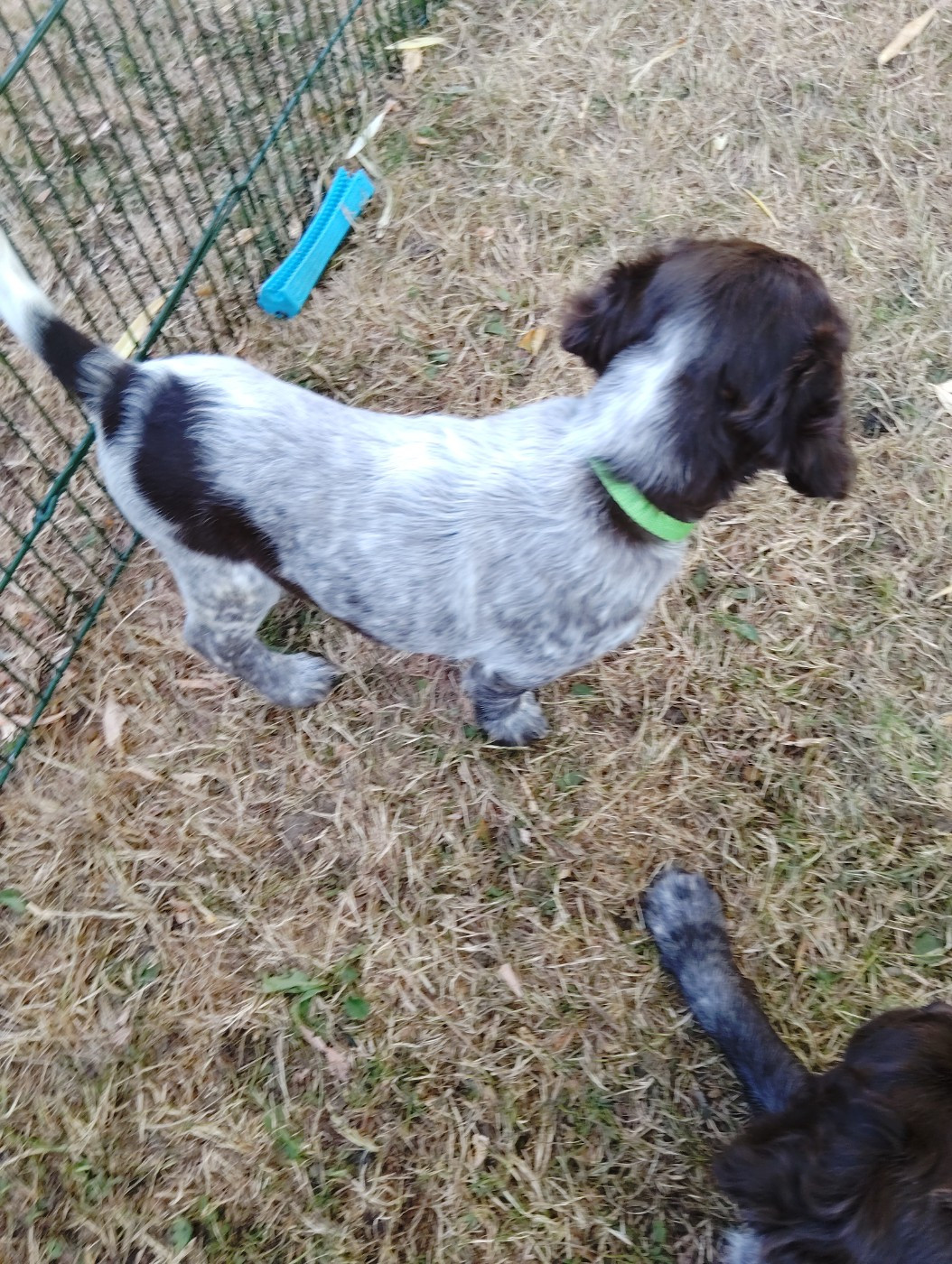 Du Verger Du Pommerot - Chiots disponibles - Petit Epagneul de Münster