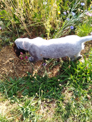 Belka